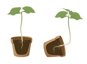 Read more about the article Understanding Gravitropism and Phototropism